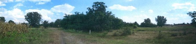 ใช่ 💖 ที่ดิน ปักธงชัย ราคาพิเศษ! 💖 รูปที่ 3