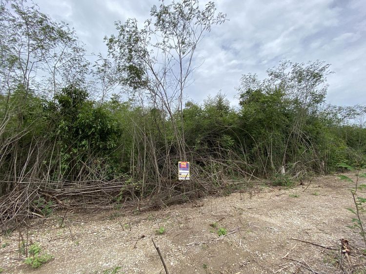 ใช่ 💖 ที่ดิน ดอยหล่อ ราคาพิเศษ! 💖 รูปที่ 3