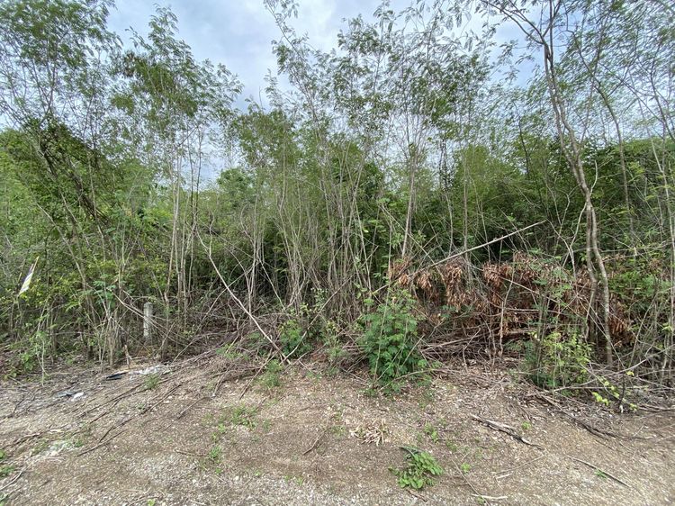 ใช่ 💖 ที่ดิน ดอยหล่อ ราคาพิเศษ! 💖 รูปที่ 4