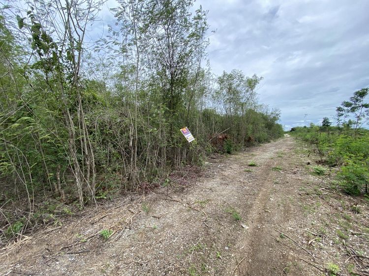 💖 ที่ดิน ดอยหล่อ ราคาพิเศษ! 💖