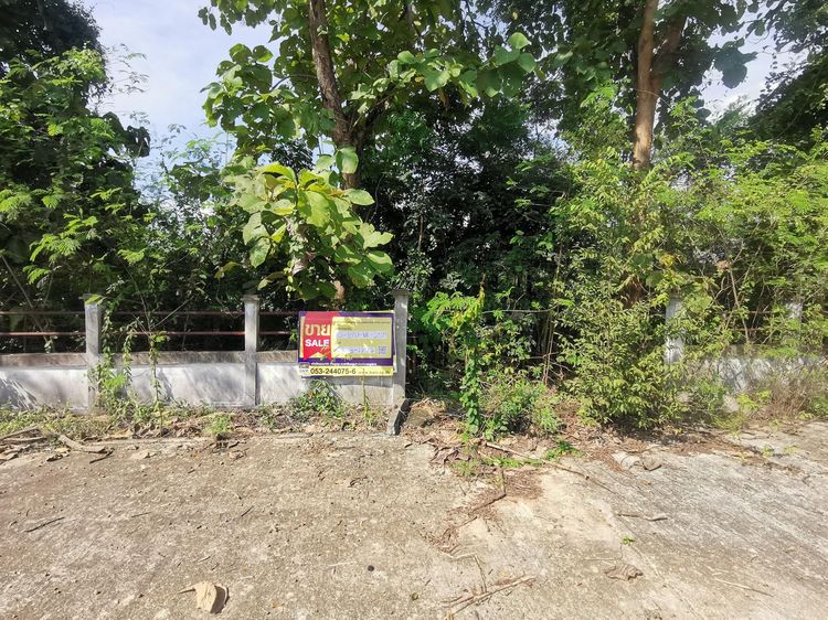 ใช่ 💖 ที่ดิน ป่าซาง ราคาพิเศษ! 💖 รูปที่ 3
