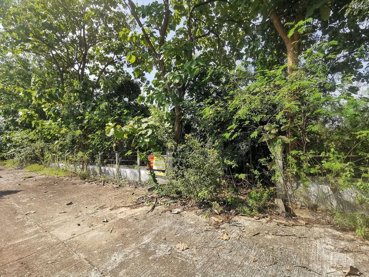 ใช่ 💖 ที่ดิน ป่าซาง ราคาพิเศษ! 💖 รูปที่ 2