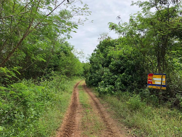 ใช่ 💖 ที่ดิน บึงสามพัน ราคาพิเศษ! 💖 รูปที่ 2