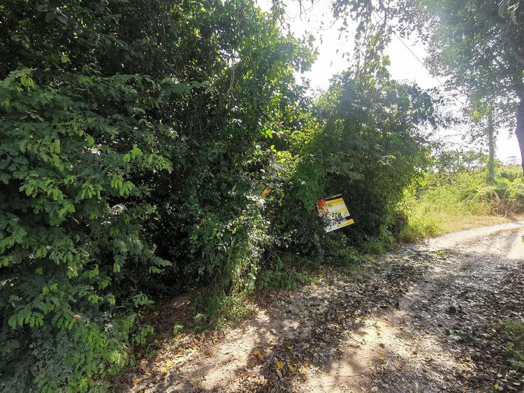 ใช่ 💖 ที่ดิน จอมทอง ราคาพิเศษ! 💖 รูปที่ 4