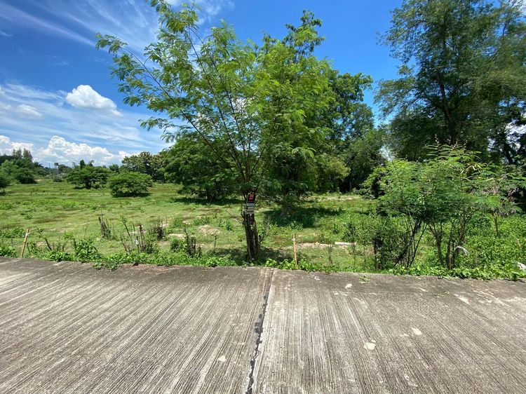 ใช่ 💖 ที่ดิน ดอยหล่อ ราคาพิเศษ! 💖 รูปที่ 2