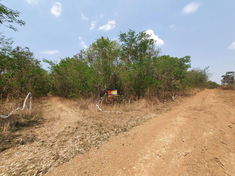 ใช่ 💖 ที่ดิน บึงสามพัน ราคาพิเศษ! 💖