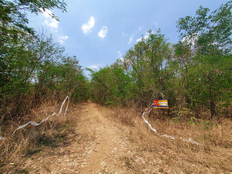 ใช่ 💖 ที่ดิน บึงสามพัน ราคาพิเศษ! 💖 รูปที่ 4