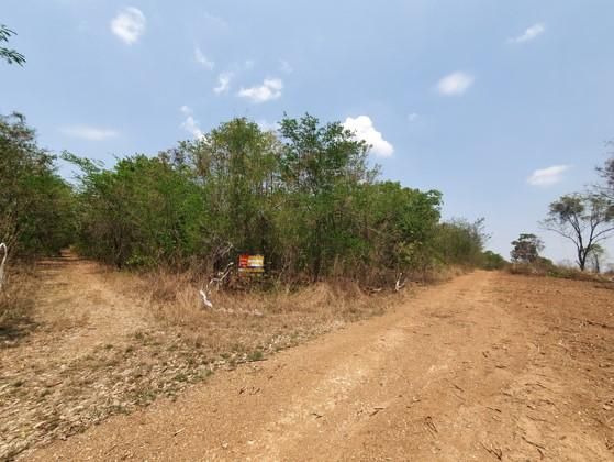 ใช่ 💖 ที่ดิน บึงสามพัน ราคาพิเศษ! 💖 รูปที่ 2