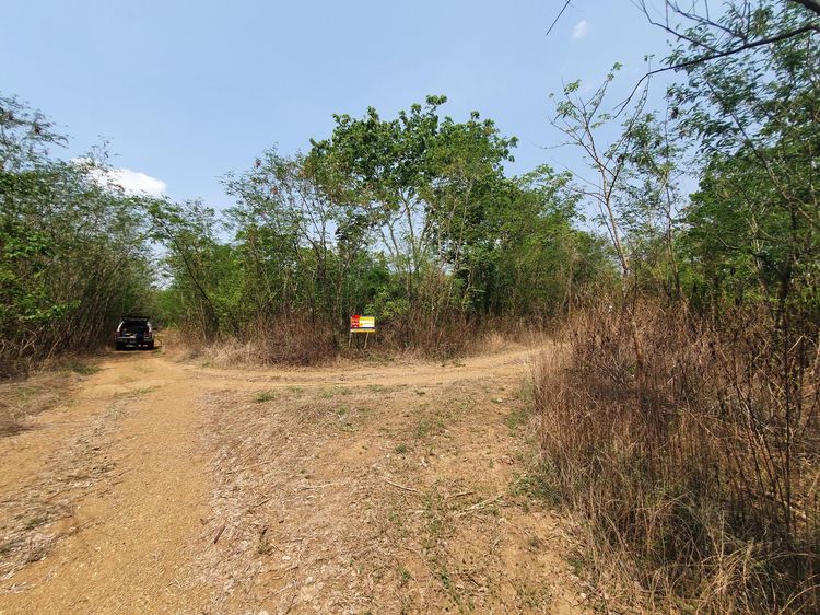 ใช่ 💖 ที่ดิน บึงสามพัน ราคาพิเศษ! 💖 รูปที่ 3