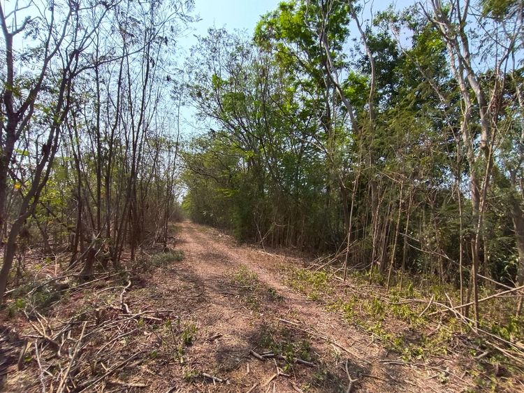 ใช่ 💖 ที่ดิน สองพี่น้อง ราคาพิเศษ! 💖 รูปที่ 4