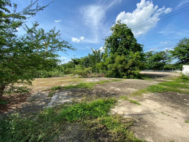 ใช่ 💖 ที่ดิน อินทร์บุรี ราคาพิเศษ! 💖 รูปที่ 4