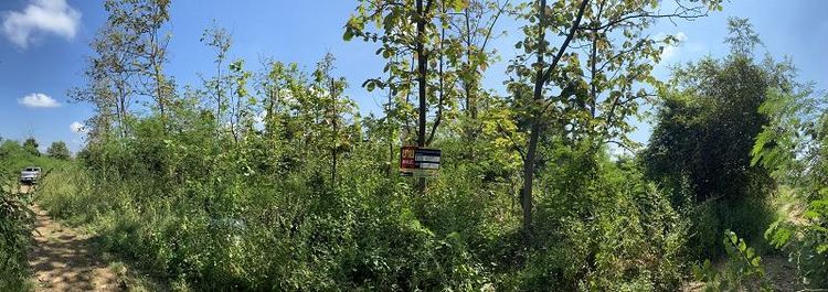 💖 ที่ดิน บ้านโฮ่ง ราคาพิเศษ! 💖