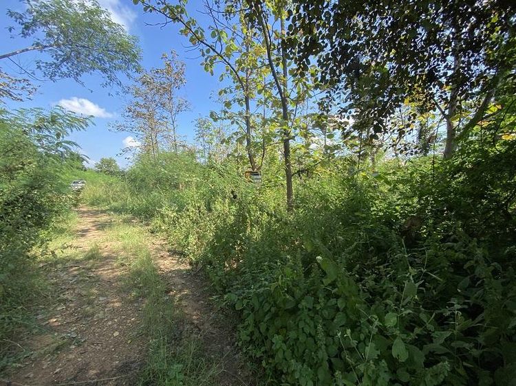 ใช่ 💖 ที่ดิน บ้านโฮ่ง ราคาพิเศษ! 💖 รูปที่ 4