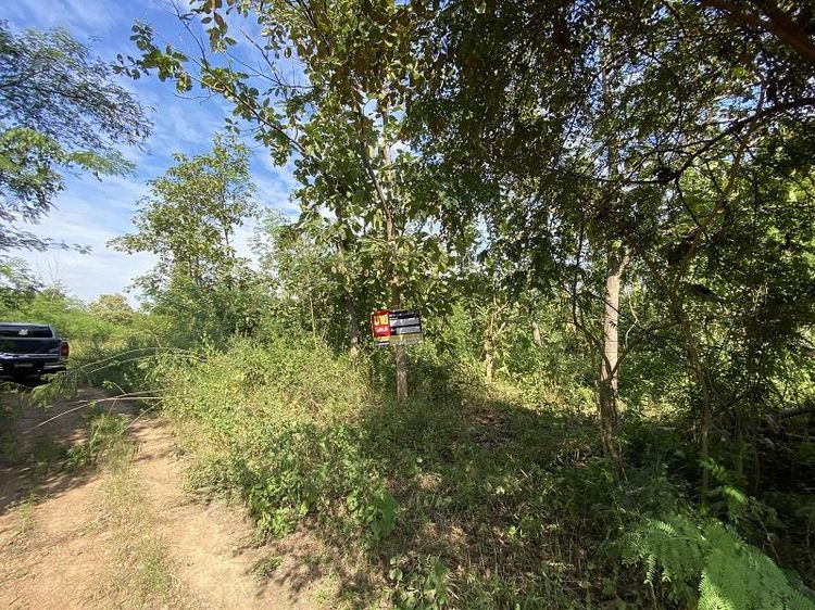 ใช่ 💖 ที่ดิน บ้านโฮ่ง ราคาพิเศษ! 💖 รูปที่ 3