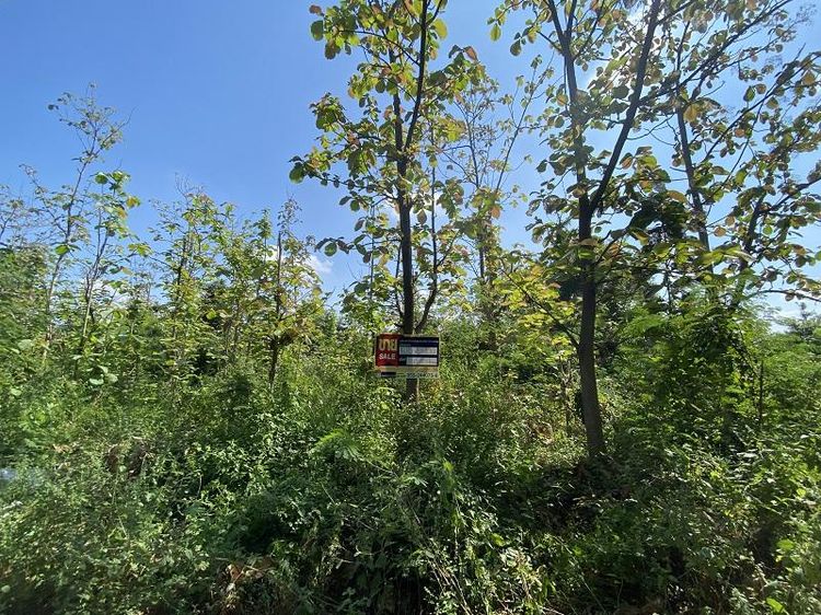 ใช่ 💖 ที่ดิน บ้านโฮ่ง ราคาพิเศษ! 💖 รูปที่ 2