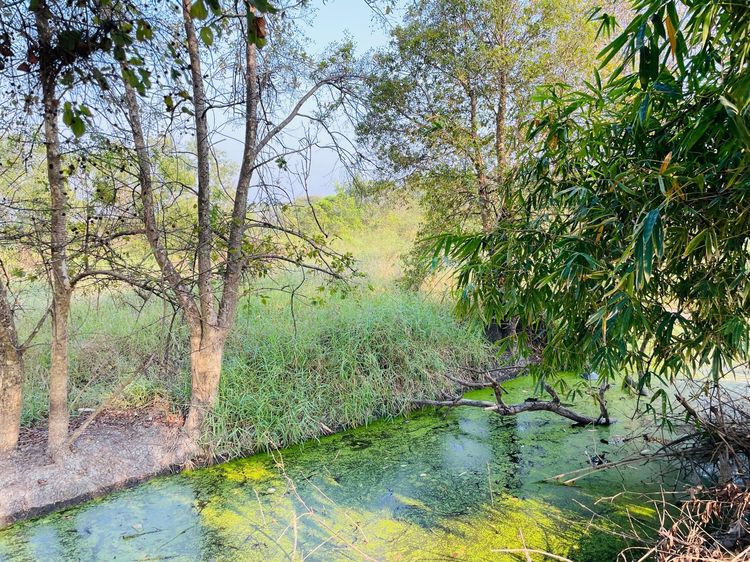 ใช่ 💖 ที่ดิน วังน้อย ราคาพิเศษ! 💖 รูปที่ 3