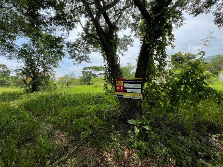 ใช่ 💖 ที่ดิน ดอยสะเก็ด ราคาพิเศษ! 💖