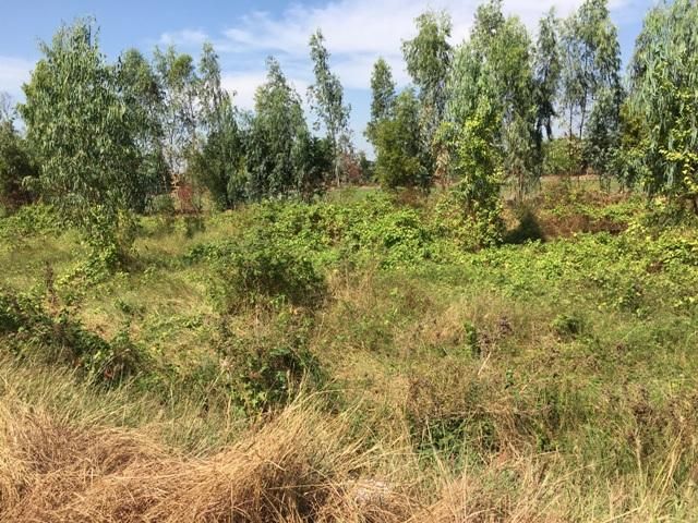 ใช่ 💖 ที่ดิน ไทรน้อย ราคาพิเศษ! 💖 รูปที่ 4