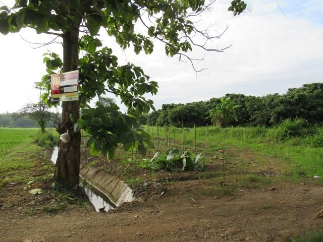 ใช่ 💖 ที่ดิน แม่แตง ราคาพิเศษ! 💖 รูปที่ 2