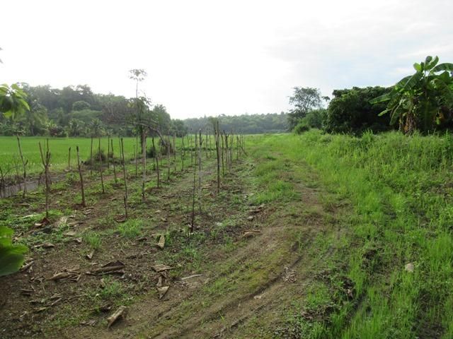 ใช่ 💖 ที่ดิน แม่แตง ราคาพิเศษ! 💖 รูปที่ 4