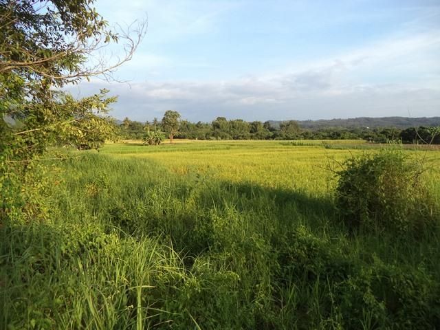 ใช่ 💖 ที่ดิน แม่แตง ราคาพิเศษ! 💖 รูปที่ 4