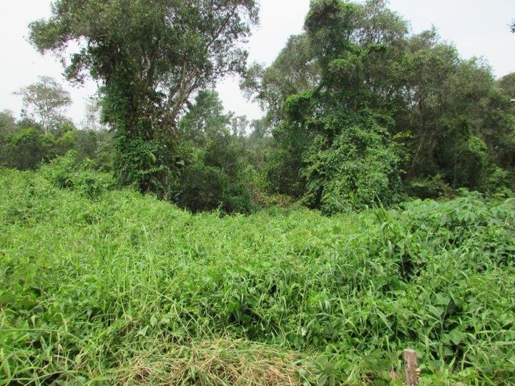 ใช่ 💖 ที่ดิน เมืองจันทบุรี ราคาพิเศษ! 💖 รูปที่ 2