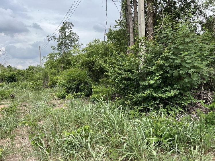 ใช่ 💖 ที่ดิน พัฒนานิคม ราคาพิเศษ! 💖 รูปที่ 4