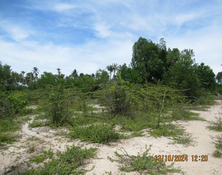 ใช่ 💖 ที่ดิน ตากใบ ราคาพิเศษ! 💖 รูปที่ 4