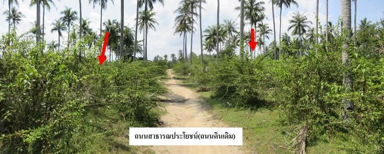 💖 ที่ดิน ตากใบ ราคาพิเศษ! 💖