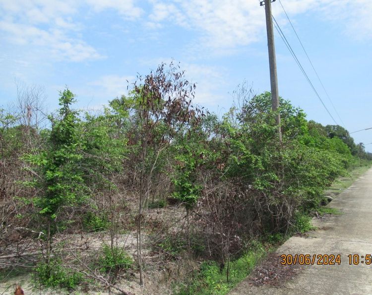 ใช่ 💖 ที่ดิน ตากใบ ราคาพิเศษ! 💖 รูปที่ 4