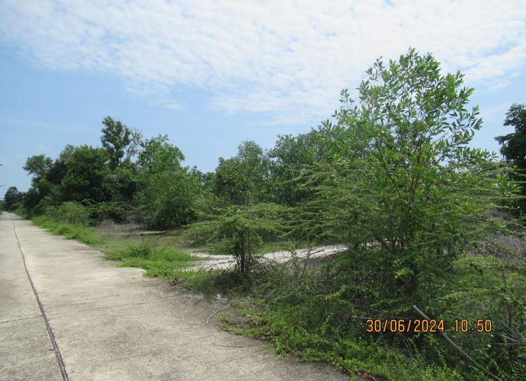 ใช่ 💖 ที่ดิน ตากใบ ราคาพิเศษ! 💖 รูปที่ 4