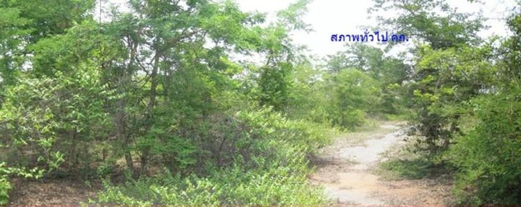 ใช่ 💖 ที่ดิน ปักธงชัย ราคาพิเศษ! 💖 รูปที่ 4