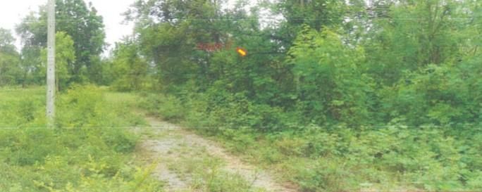 ใช่ 💖 ที่ดิน ปักธงชัย ราคาพิเศษ! 💖 รูปที่ 4