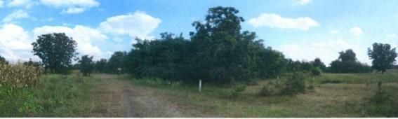 ใช่ 💖 ที่ดิน ปักธงชัย ราคาพิเศษ! 💖 รูปที่ 3