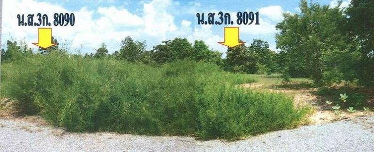 ใช่ 💖 ที่ดิน ปักธงชัย ราคาพิเศษ! 💖 รูปที่ 3