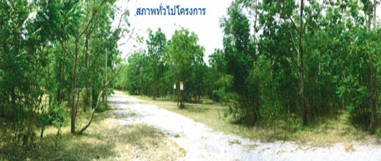 ใช่ 💖 ที่ดิน ปักธงชัย ราคาพิเศษ! 💖 รูปที่ 4