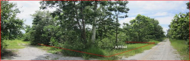 ใช่ 💖 ที่ดิน ปักธงชัย ราคาพิเศษ! 💖 รูปที่ 3