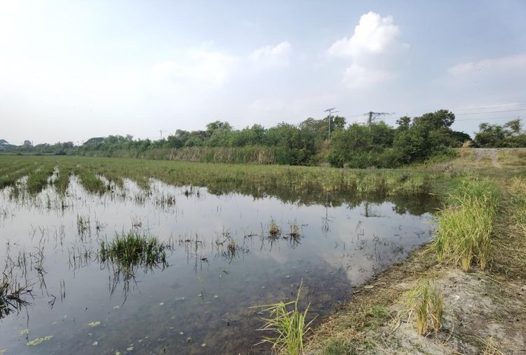 ใช่ 💖 ที่ดิน บางปะอิน ราคาพิเศษ! 💖 รูปที่ 3