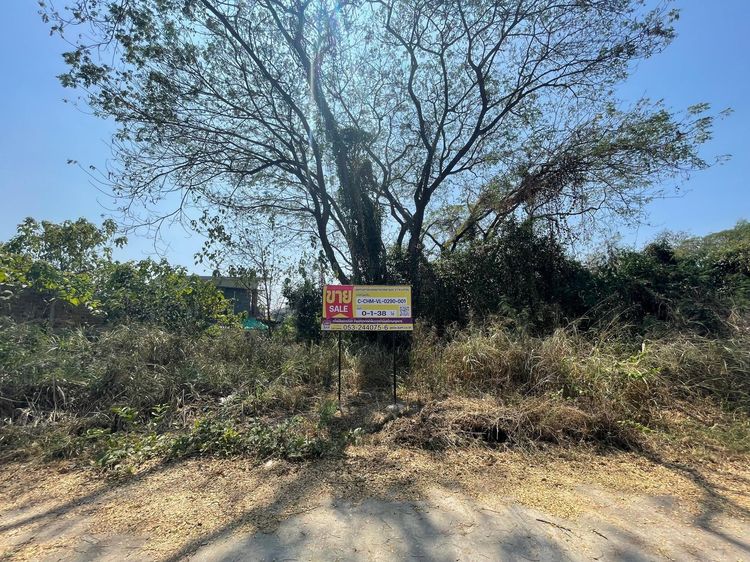 ใช่ 💖 ที่ดิน หางดง ราคาพิเศษ! 💖 รูปที่ 3