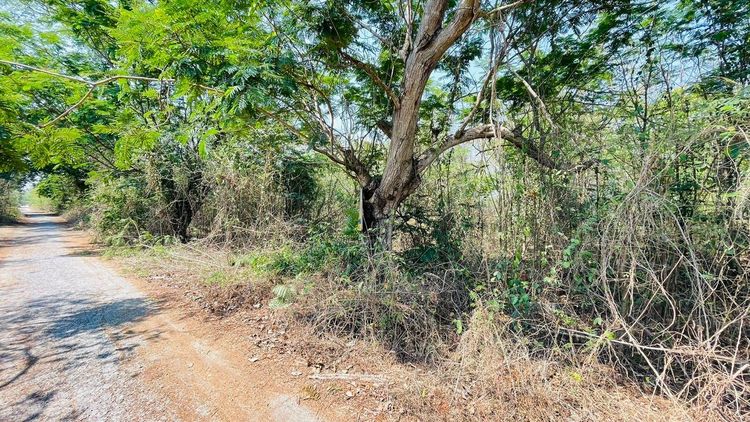 ใช่ 💖 ที่ดิน ภาชี ราคาพิเศษ! 💖 รูปที่ 4