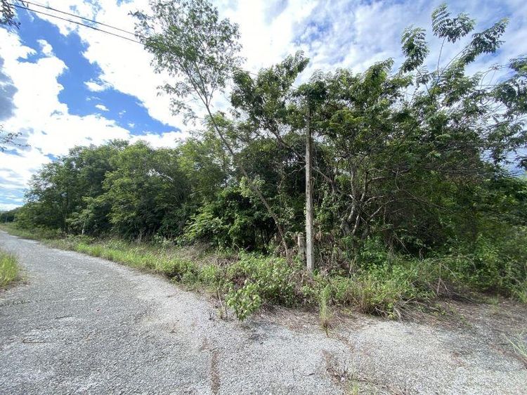 ใช่ 💖 ที่ดิน หางดง ราคาพิเศษ! 💖 รูปที่ 4