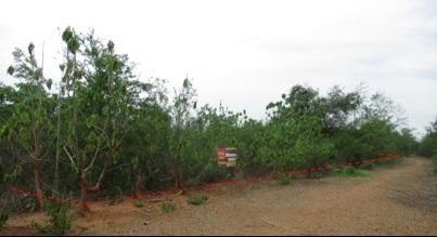 ใช่ 💖 ที่ดิน บ้านโฮ่ง ราคาพิเศษ! 💖