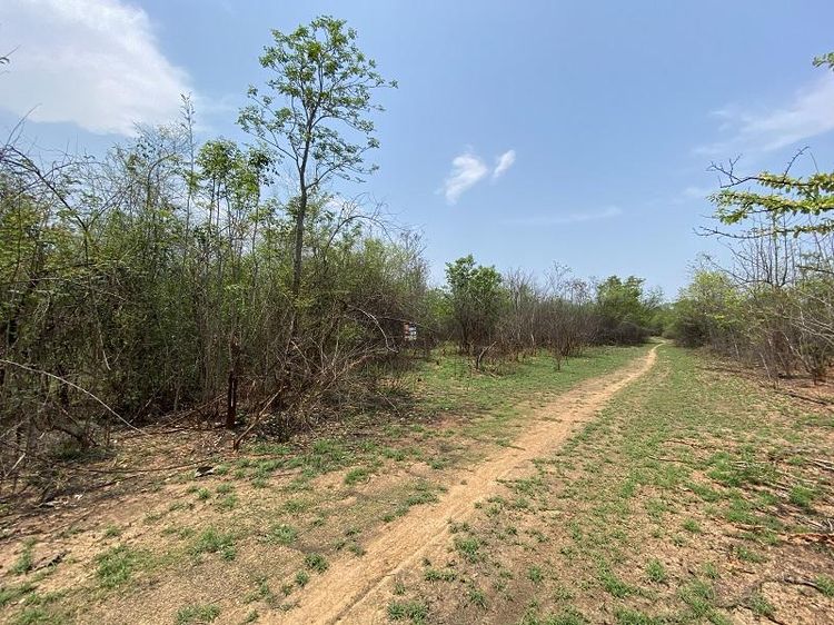 ใช่ 💖 ที่ดิน บ้านโฮ่ง ราคาพิเศษ! 💖 รูปที่ 4