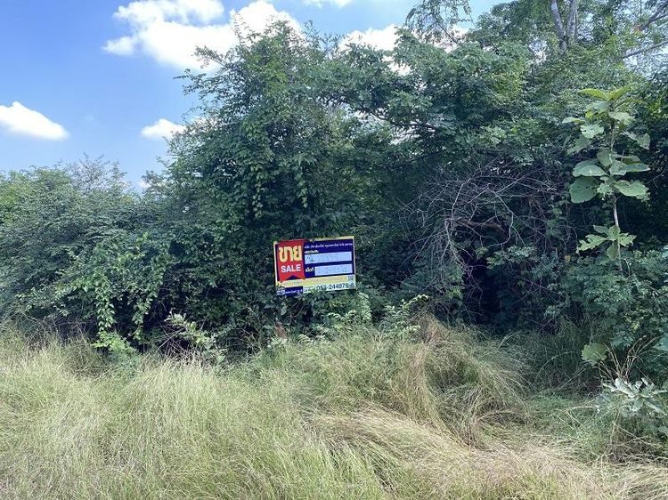 💖 ที่ดิน บ้านโฮ่ง ราคาพิเศษ! 💖