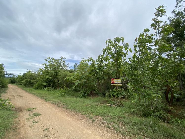 ใช่ 💖 ที่ดิน บ้านโฮ่ง ราคาพิเศษ! 💖 รูปที่ 4