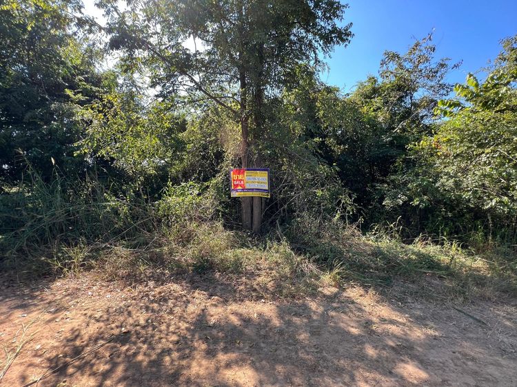 ใช่ 💖 ที่ดิน เมืองเพชรบูรณ์ ราคาพิเศษ! 💖 รูปที่ 4