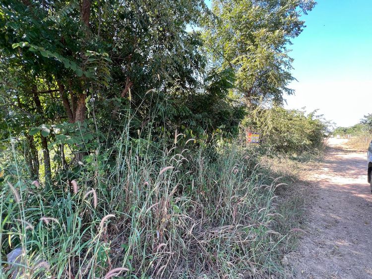 ใช่ 💖 ที่ดิน เมืองเพชรบูรณ์ ราคาพิเศษ! 💖 รูปที่ 3