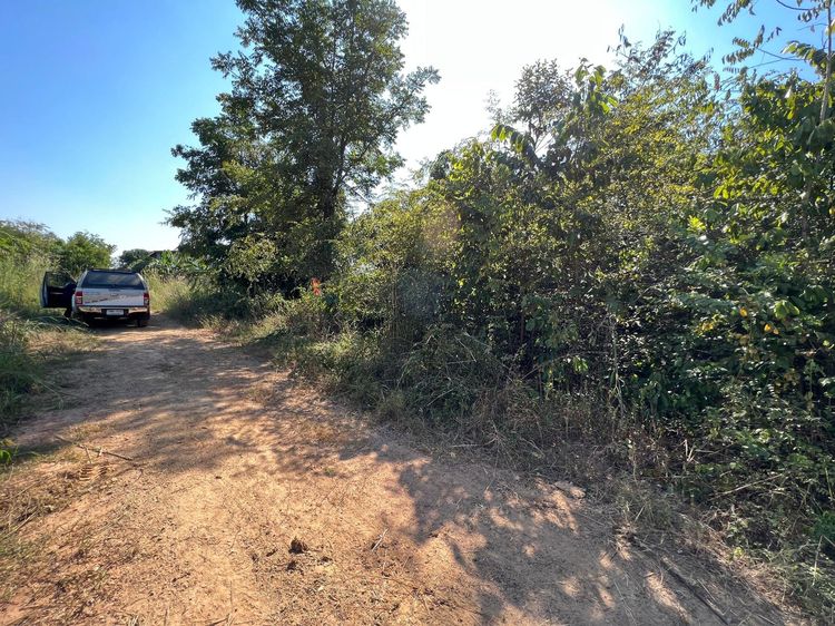 ใช่ 💖 ที่ดิน เมืองเพชรบูรณ์ ราคาพิเศษ! 💖 รูปที่ 2