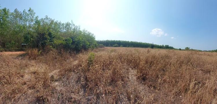 ใช่ 💖 ที่ดิน บุ่งคล้า ราคาพิเศษ! 💖 รูปที่ 2