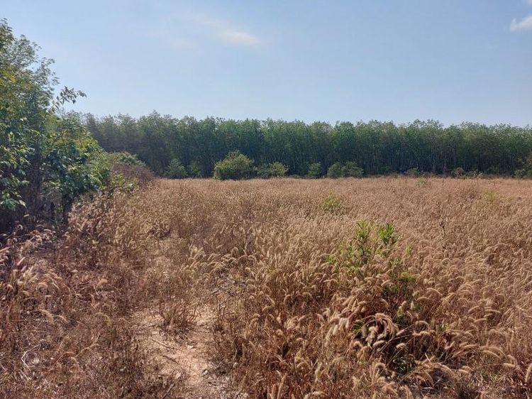 ใช่ 💖 ที่ดิน บุ่งคล้า ราคาพิเศษ! 💖 รูปที่ 3